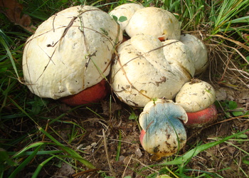 Satansröhrling (Rubroboletus satanas) - © Bernard Wieser